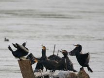 Didieji-kormoranai-Phalacrocorax-carbo-Kaunas-M-Karlono-nuotrauka.jpg