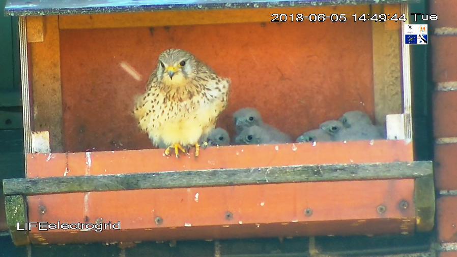 Watch live translation from the kestrels’ nest!