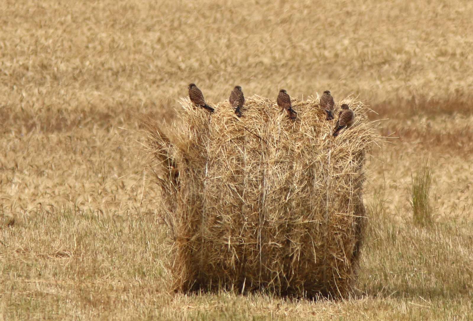 How successful was the Kestrels’ breeding season in 2018?