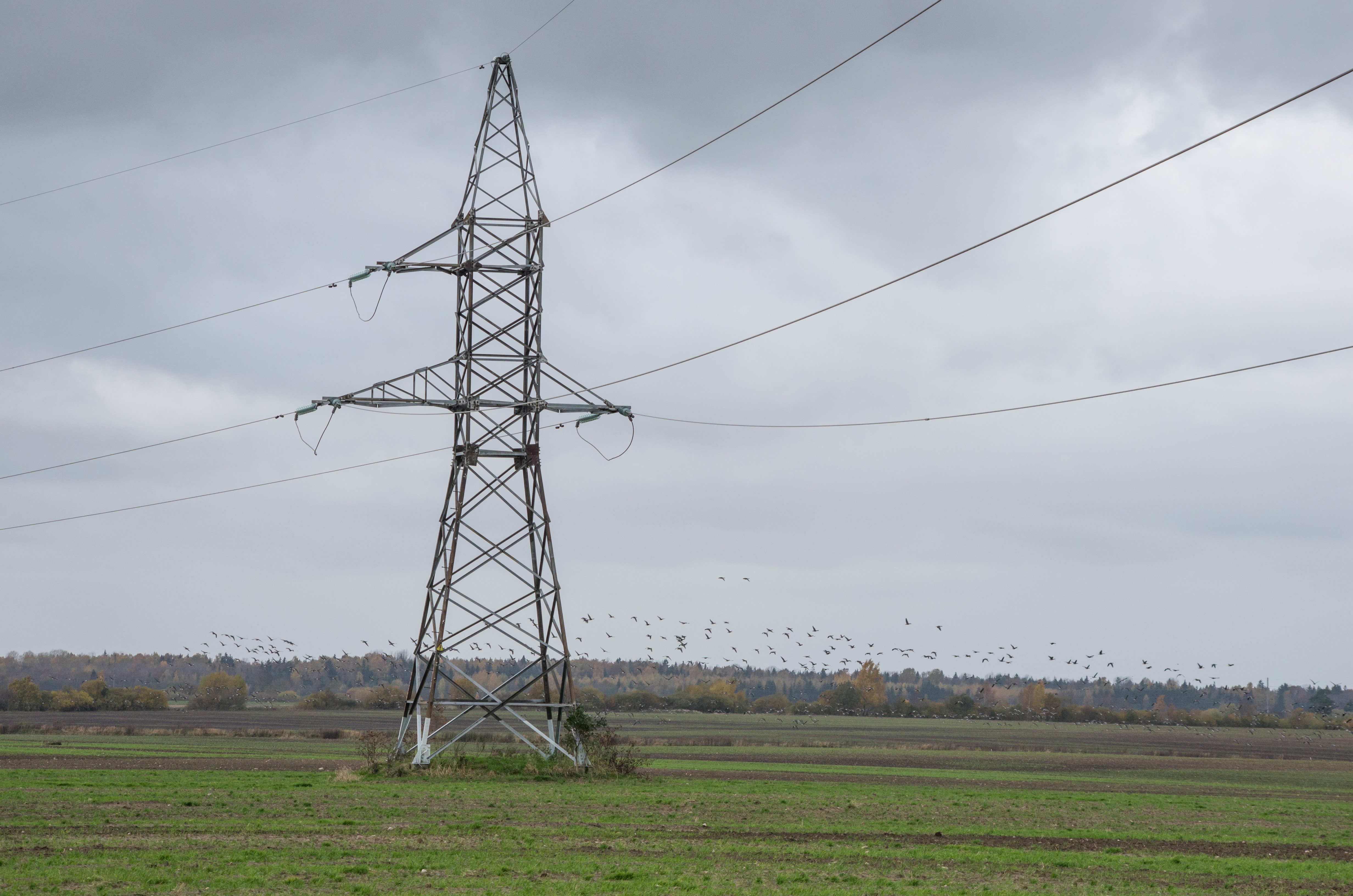 Dead birds were found during monitoring of electricity lines 