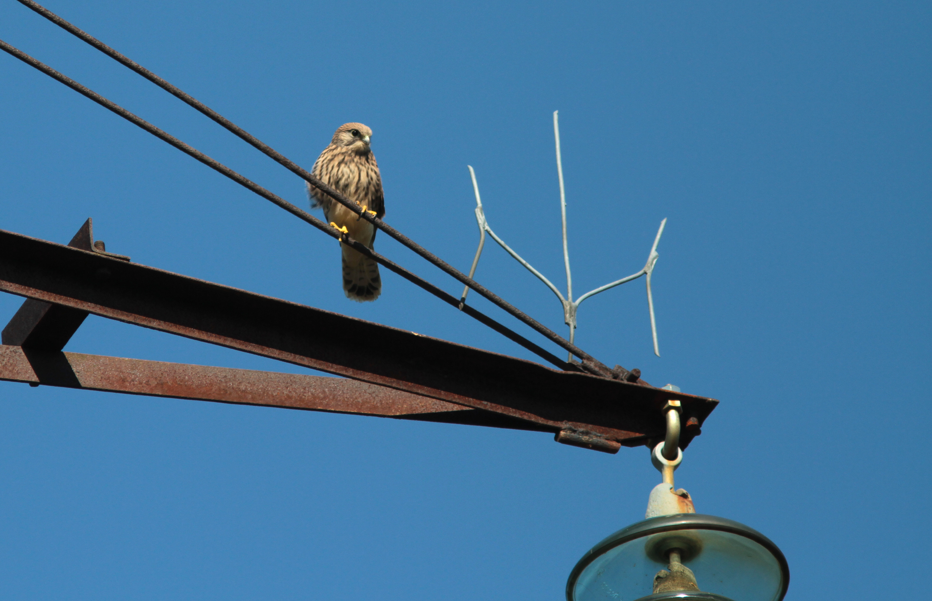 Europos Komisija patvirtino galutinę LIFE Birds on Electrogrid projekto ataskaitą