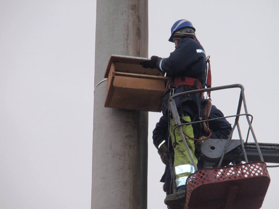 Pradėtos naujo LIFE projekto paukščių apsaugai skirtos veiklos