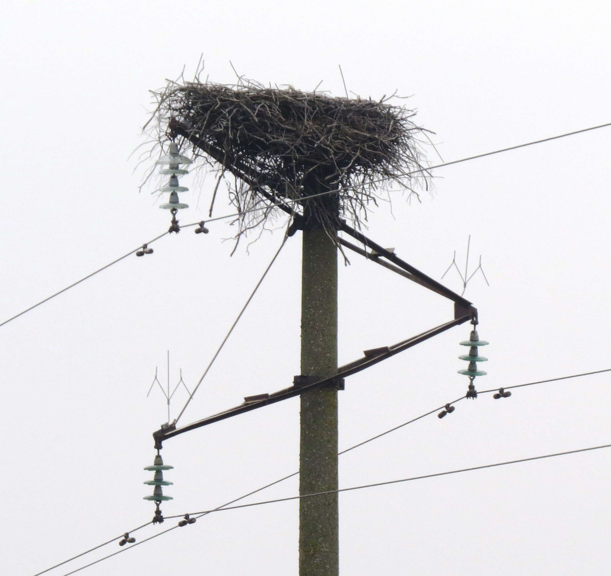 Paukščių lizdai ant aukštos įtampos atramų