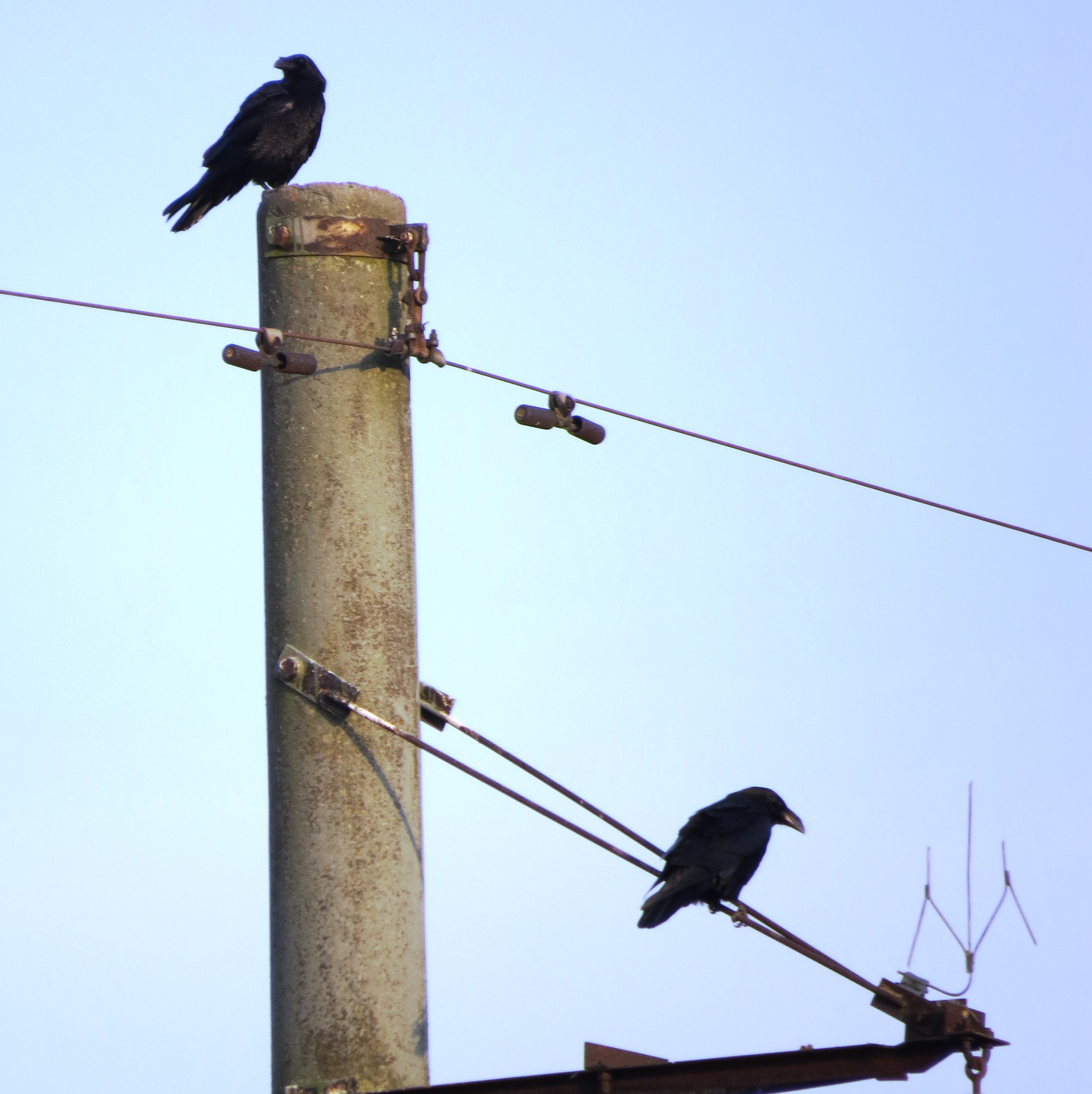 Ravens are guarding their nests