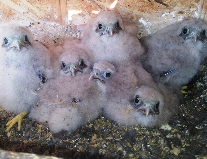 Kestrel breeding season in nesting boxes in 2015