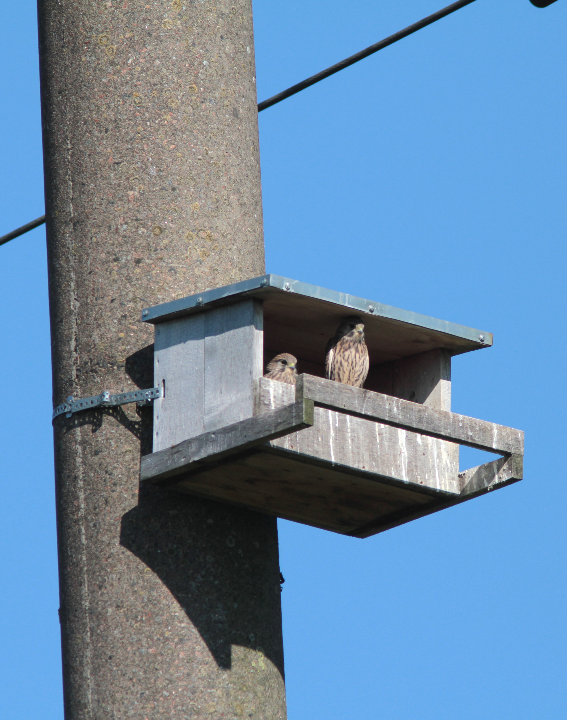 Overview of the Common Kestrels breeding season and occupation of nests in 2017