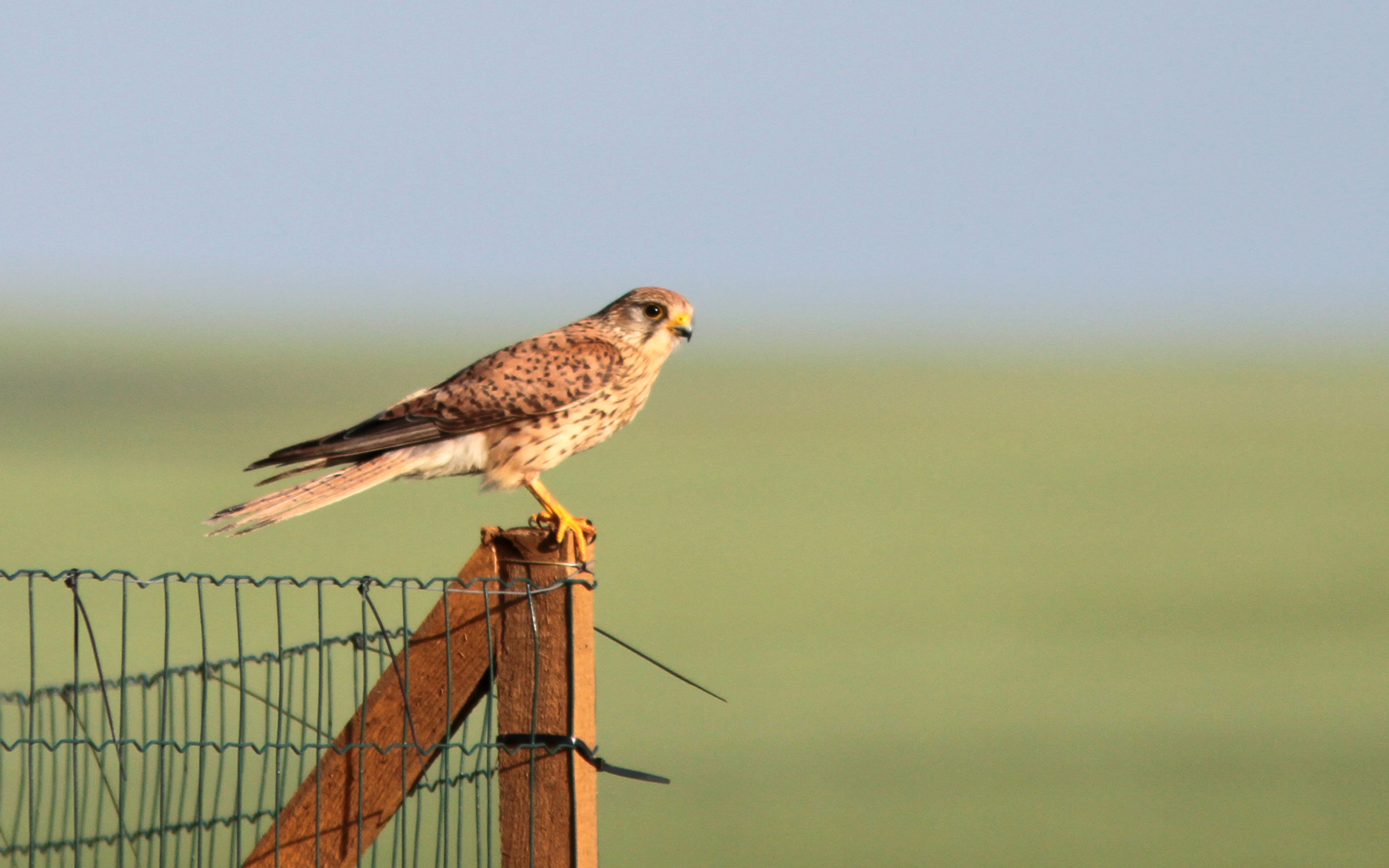 Kestrels already occupying nests